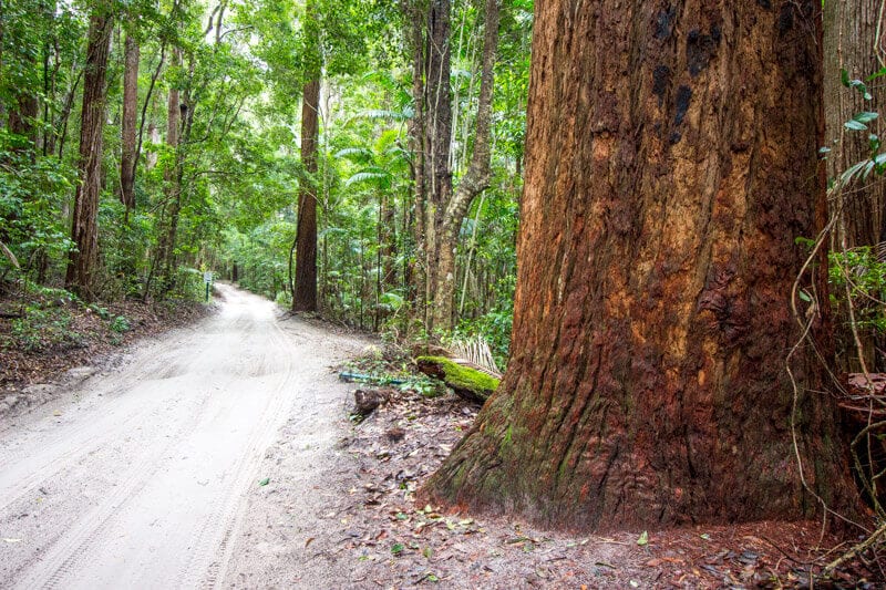 dirt road in the Rainforest on Fraser Island, 
