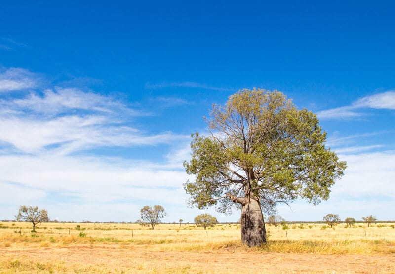 a tree in the middle of a dry grass field