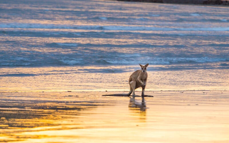 kangaroos on the beach Cape Hillsborough 