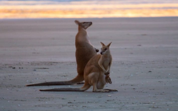 kangaroos on the beach Cape Hillsborough 