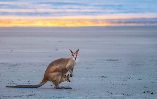 kangaroos on the beach Cape Hillsborough