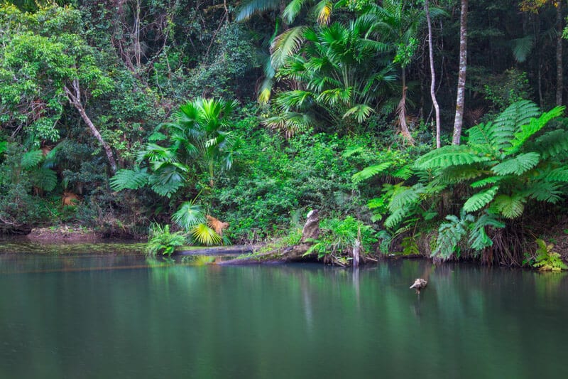 Broken River surrounded by lush rainforest