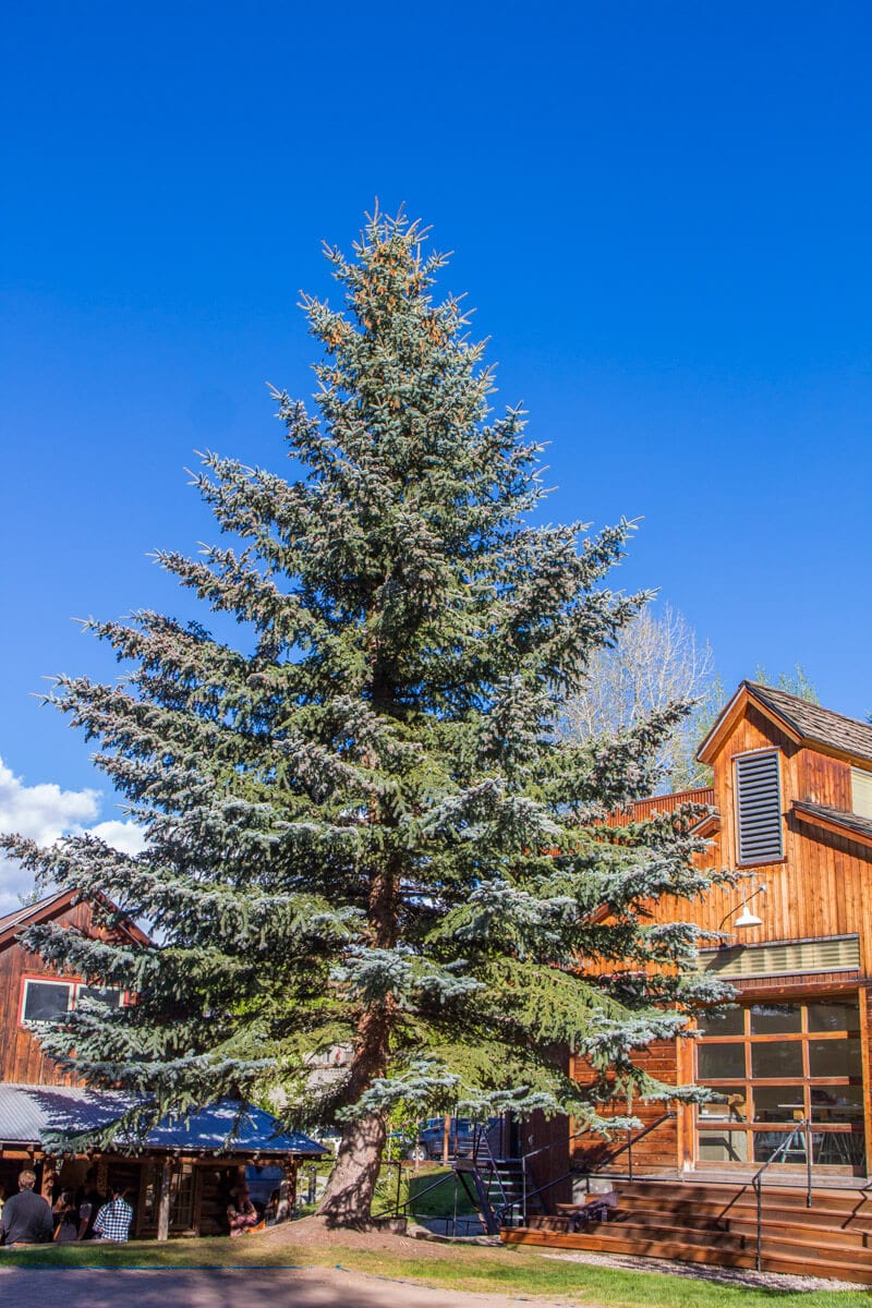 aspen pine outside Anderson Art Gallery Ranch Snowmass, Colorado