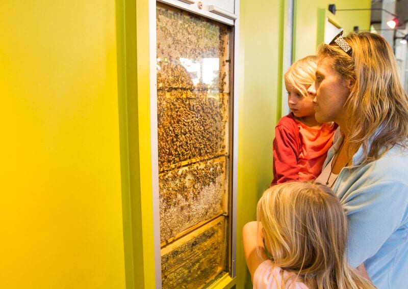 people looking at bees