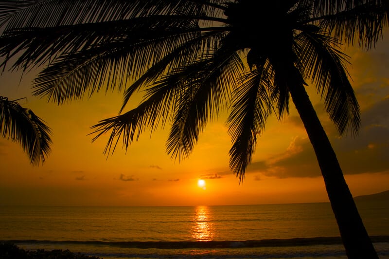A sunset over a body of water next to a palm tree