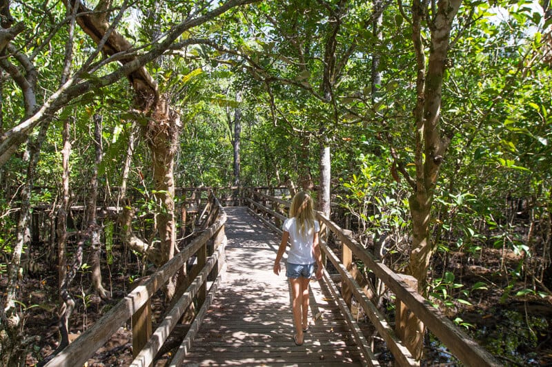 Marrja Boardwalk - Daintree Rainforest, Queensland, Australia