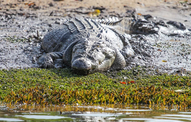 crocodile n banks of river