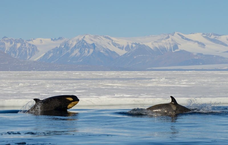 Orcas in the Ross Sea - Antarctica