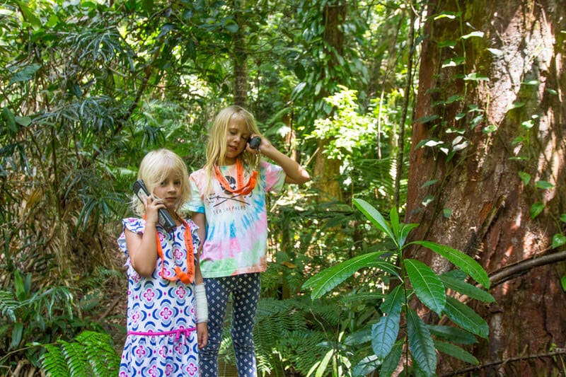 Learn about the Daintree Rainforest at the Daintree Discovery Centre