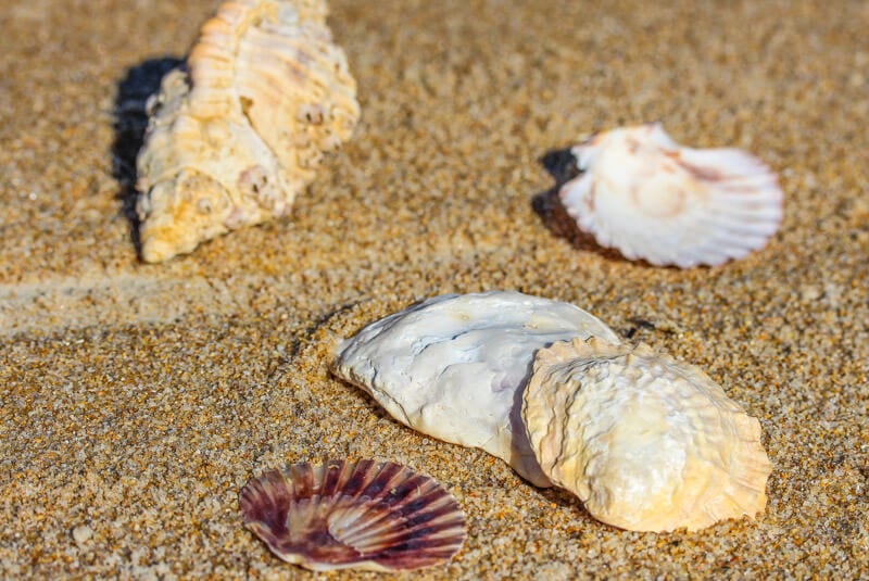 Shells on Hazards Beach - Freycinet National Park, Tasmania, Australia