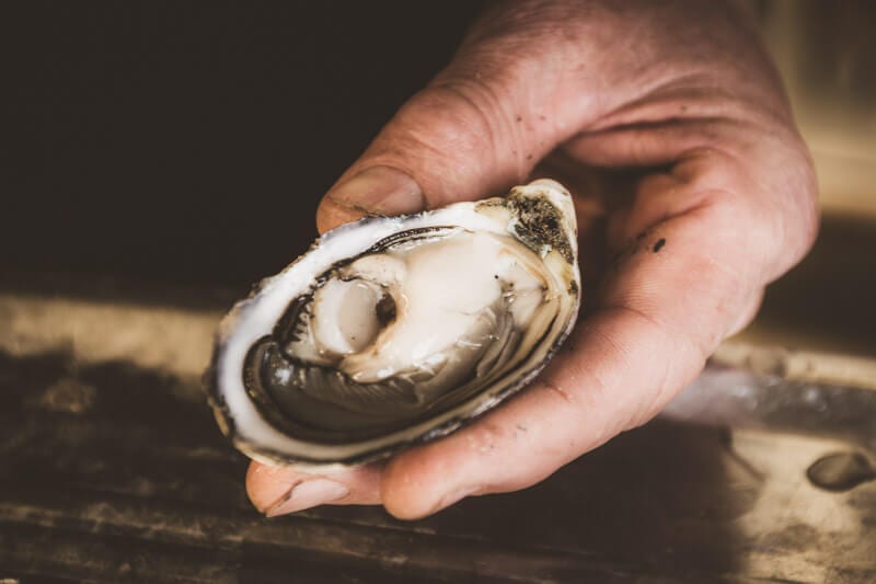 close up of an oyster