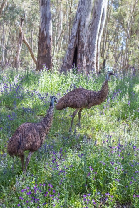 emus in a grassy field