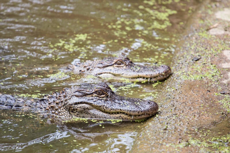 See the cute baby alligators at Hartley's Crocodile Adventures in Port Douglas, Queensland, Australia