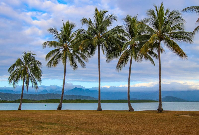 See the Palm trees at Rex Smeal Park - one of the best things to do in Port Douglas, Queensland, Australia