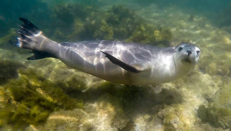 wimming with the Australian sea lions in Port Lincoln and is a must have experience on your road trip with kids in South Australia. Click to read more tips on things to do on the Eyre Peninsula