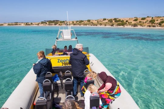 Marine Adventures Kangaroo Island is one of the best tours you can do on Kangaroo Island. You can swim with dolphins. Click to read more tips