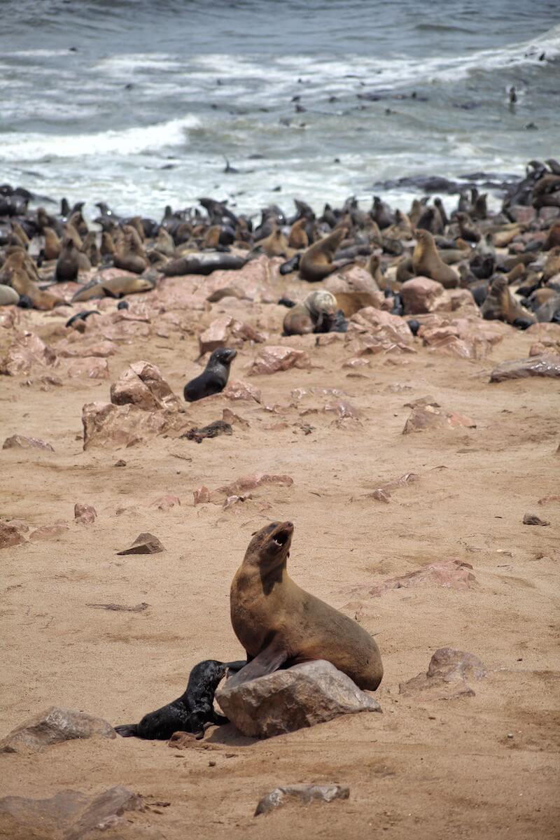 Cape Cross seal colony on the Skeleton Coast of Namibia, Africa