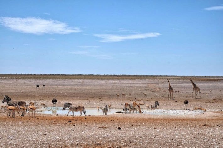 animals around the water hole Etosha National Park, Namibia, Africa