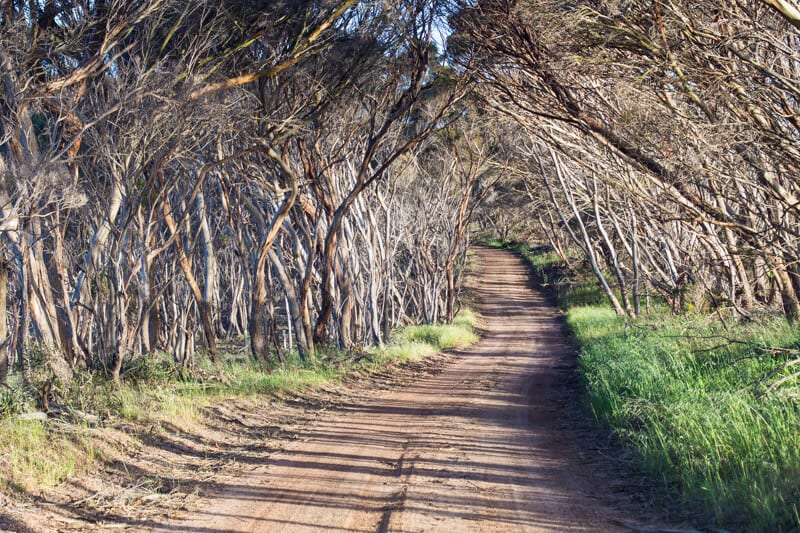On the road on Kangaroo Island in South Australia