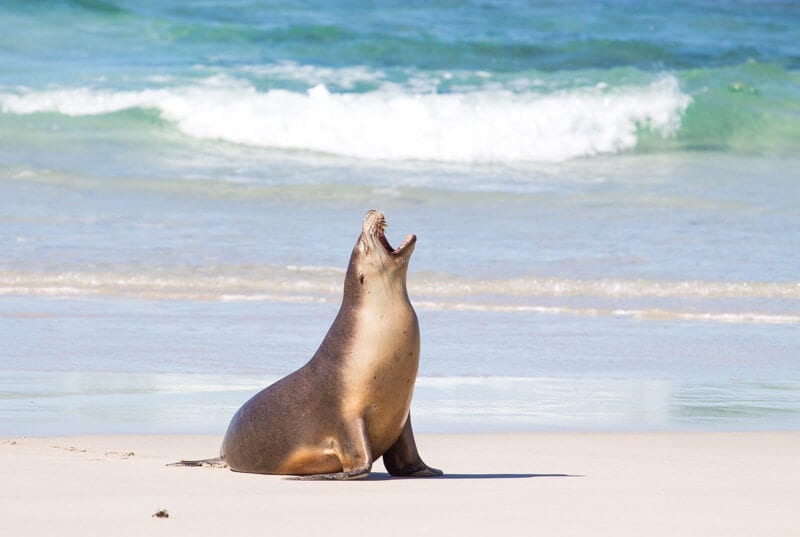 A seal on the beach