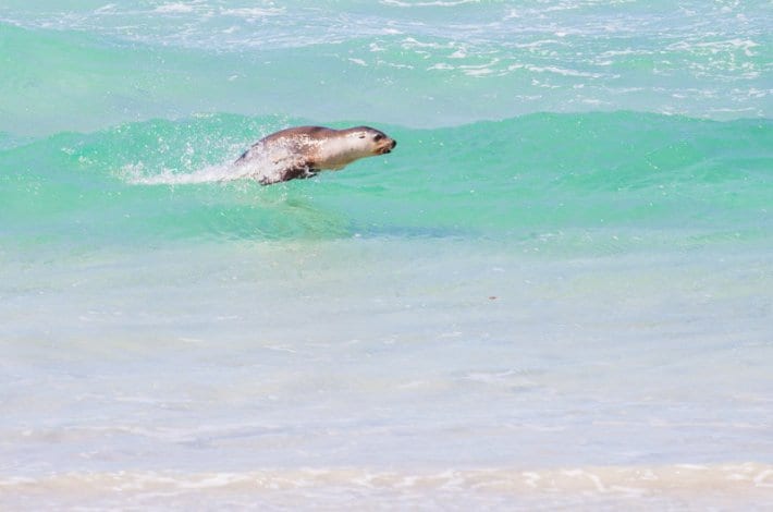 Seal jumping out of waves on kangaroo island