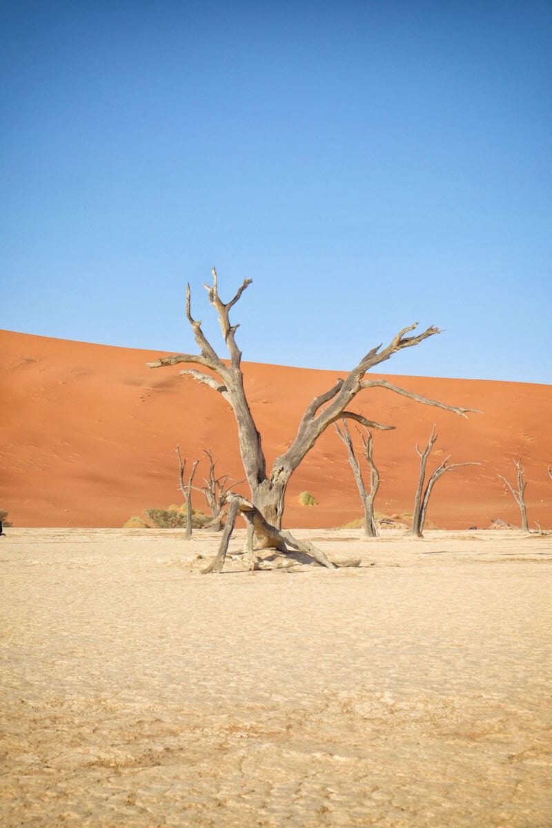 Death Vlei, Namibia Namibia, Africa