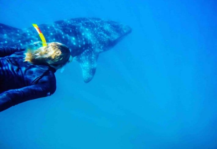 Swimming with whale sharks in Mozambique