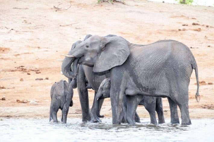 elephants in waterhole
