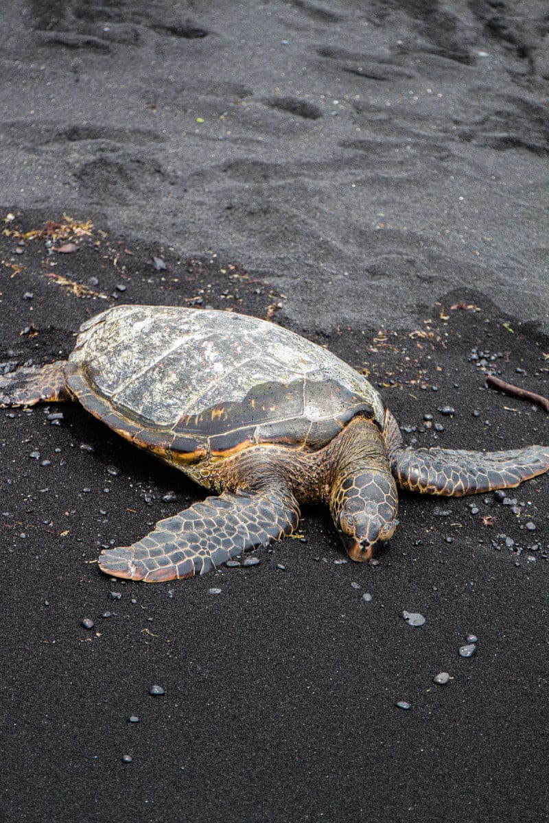 See turtles on Black Sand Beach - things to do on the Big Island of Hawaii