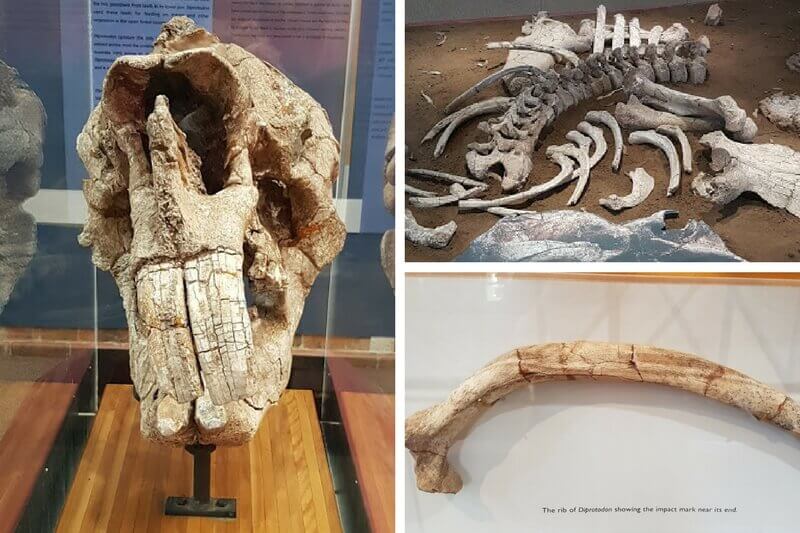 This Diprotodon skeleton in case