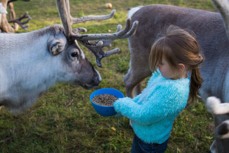 Feeding reindeer was another fun activity in Finland for the kids.