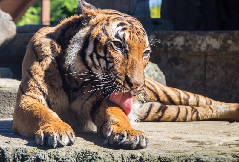 Tiger licking his paws at Knoxville Zoo