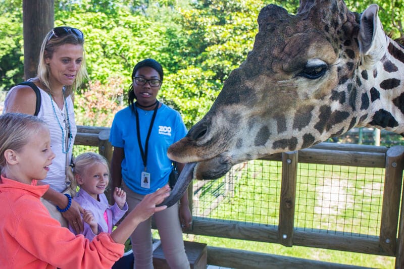 girls feeding giraffee at zoo