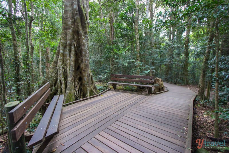 Tree Top Walk at O Reilly's Rainforest Retreat - Gold Coast Hinterland accommodation