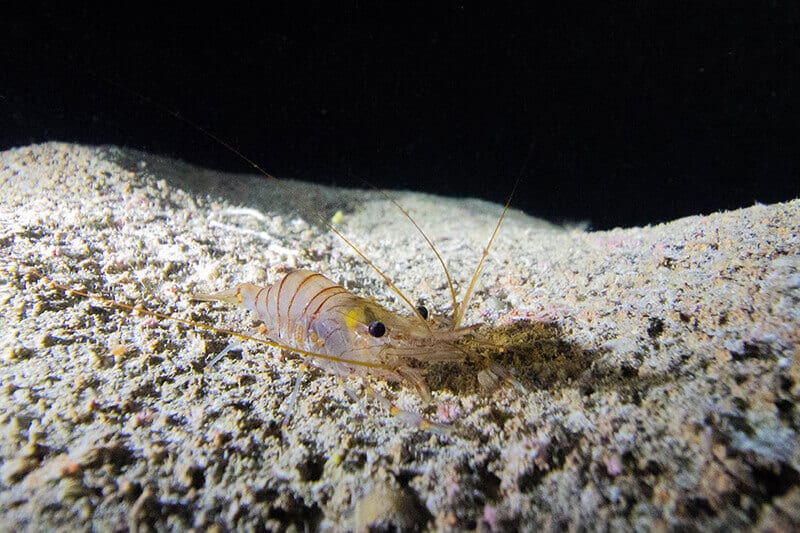 Shrimp in a Cave on Zakynthos
