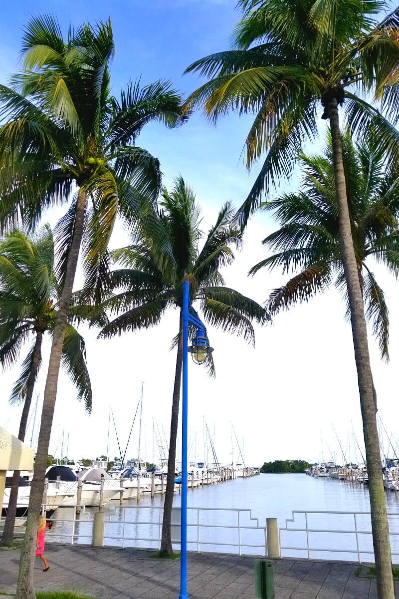 palm trees beside boardwalk Coconut Grove, Miami, Florida