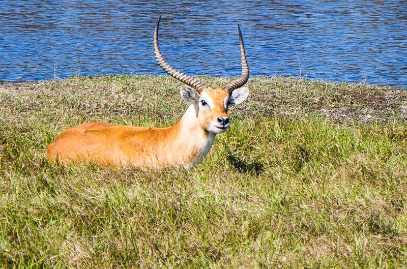 Safari Wilderness in Central Florida