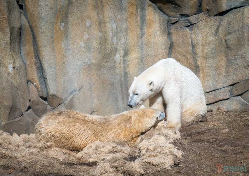 polar bears astatine  zoo