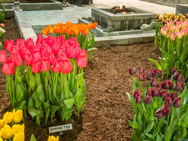 Tulip display Chicago Flower and Garden Show
