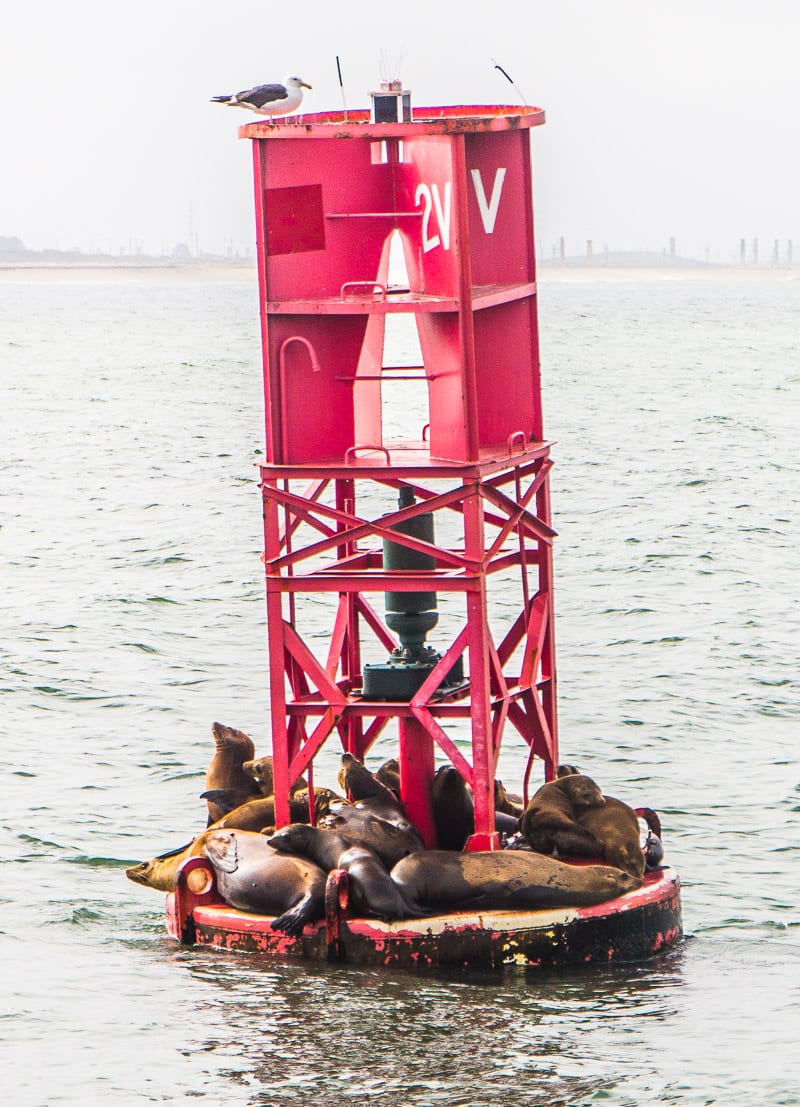 Seals lying on buoy we spotted on the Channel Islands National Park ferry in California
