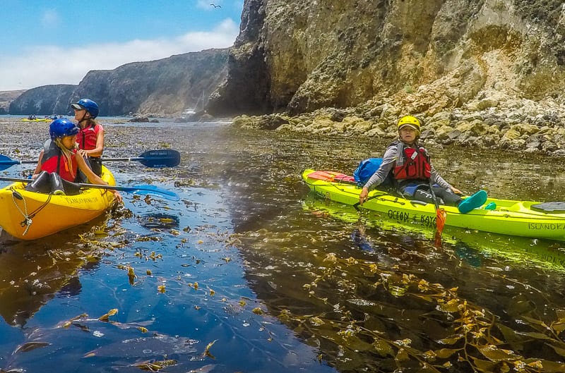 people in kayaks above sea kelp