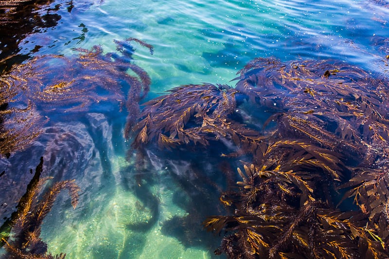 seaweed in the ocean