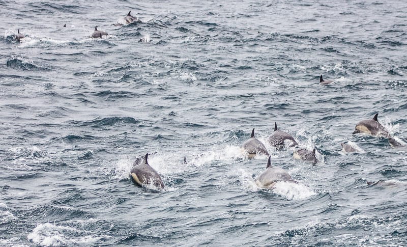 Dolphins on the way over to Channel Islands National Park, California