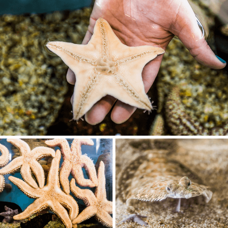 hand holding starfish at Ocean Institute Dana Point