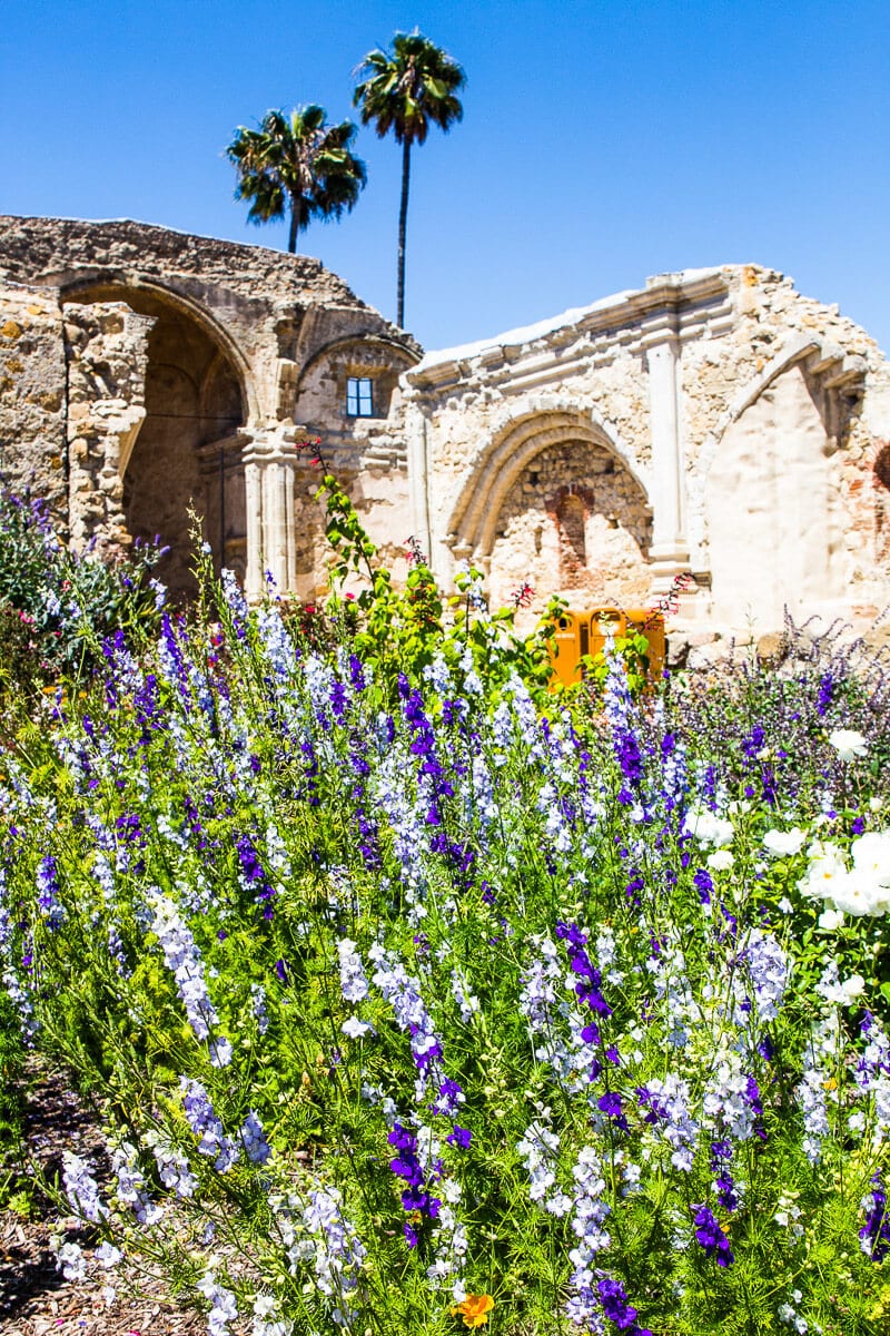 lavender flowers in front of stone wall of Mission San Juan Capistrano, Orange County, California