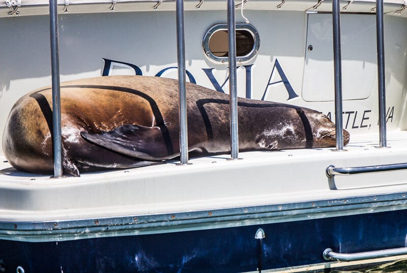 Seal in Ventura Harbor, California