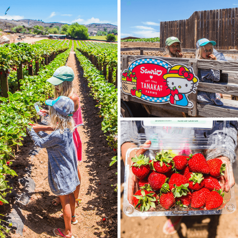 girls picking strawberries at Tanaka Farms, Irvine California