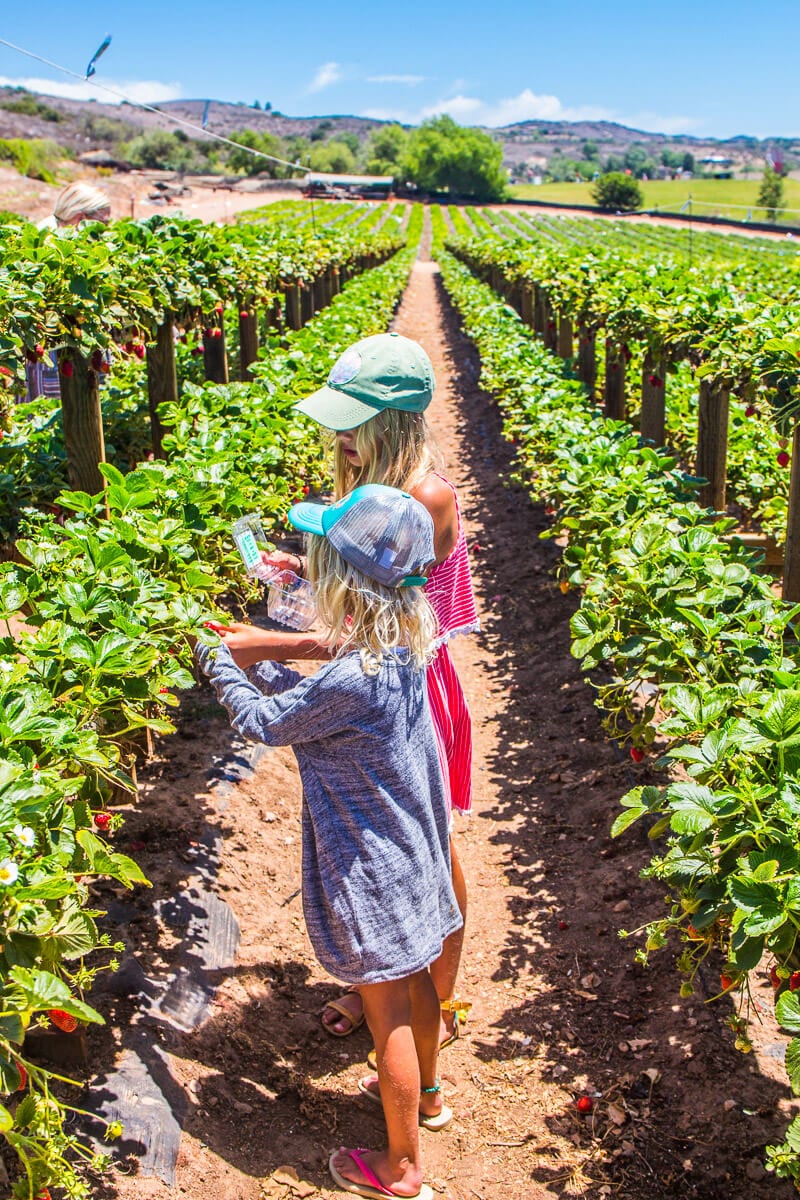 Tanaka Farms Strawberry Tour in Irvine. One of the best things to do in Orange County with kids