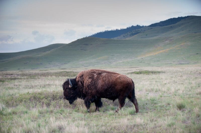 National Bison Range Montana (800 x 532)