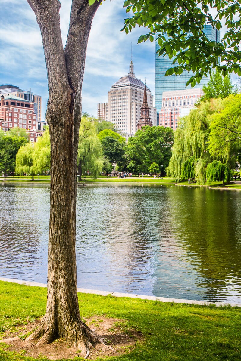 tree and lake with buildings in the background at Boston Public Garden 